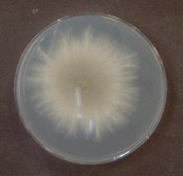 Hygrophoropsis aurantiaca2(GYV-9595)